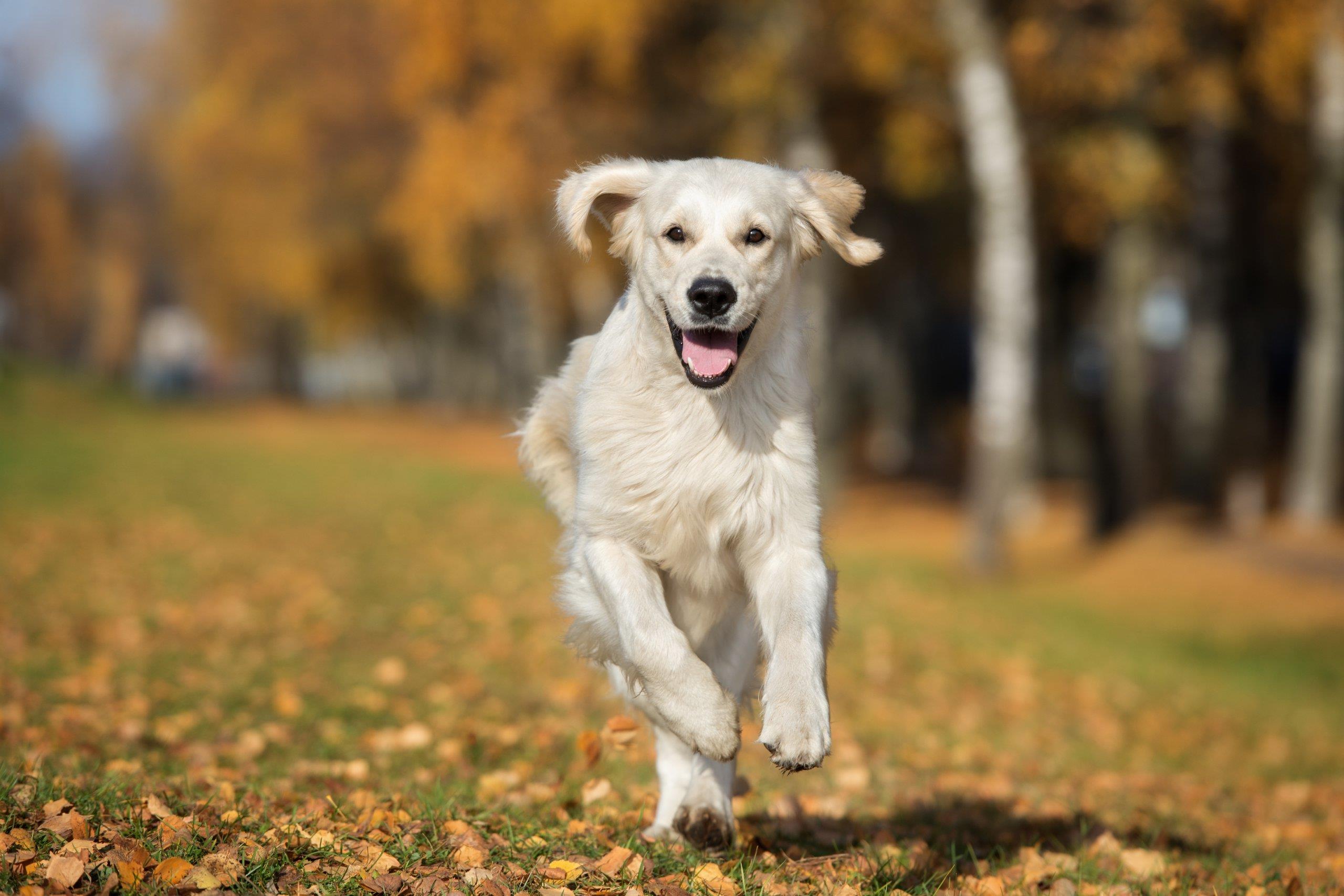 Prevent Injuries from Dog Bites
