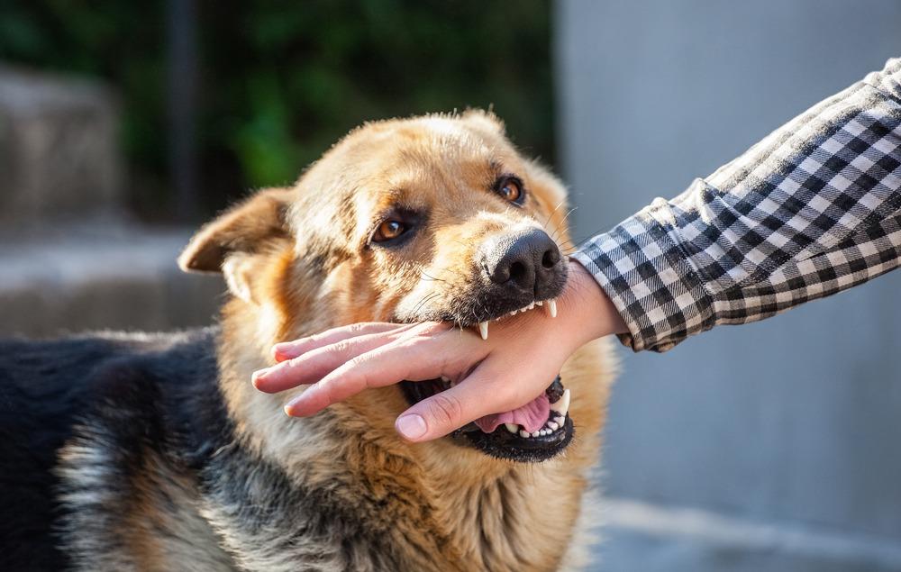 Atlanta Dog Bite Lawyers | Kaine Law | Millions Won Atlanta Dog Bite Lawyer