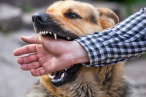 Gainesville Dog Bite Lawyer