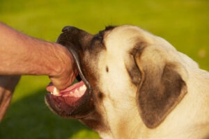 What Is the Average Settlement for a Dog Bite Accident