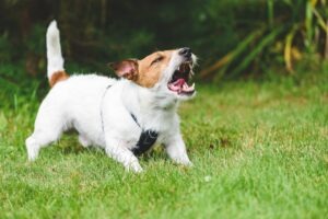 Snellville Dog Bite Lawyer