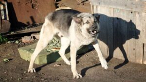 Athens Dog Bite Attorney