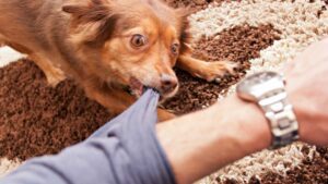 Dog Bite Lawyer in Austell, GA | Kaine Law Austell Dog Bite Attorney