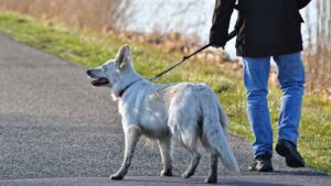 Johns Creek Dog Bite Attorney