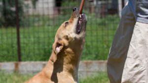 Dog Bite Attorney in Fairburn, GA | Kaine Law Fairburn Dog Bite Attorney